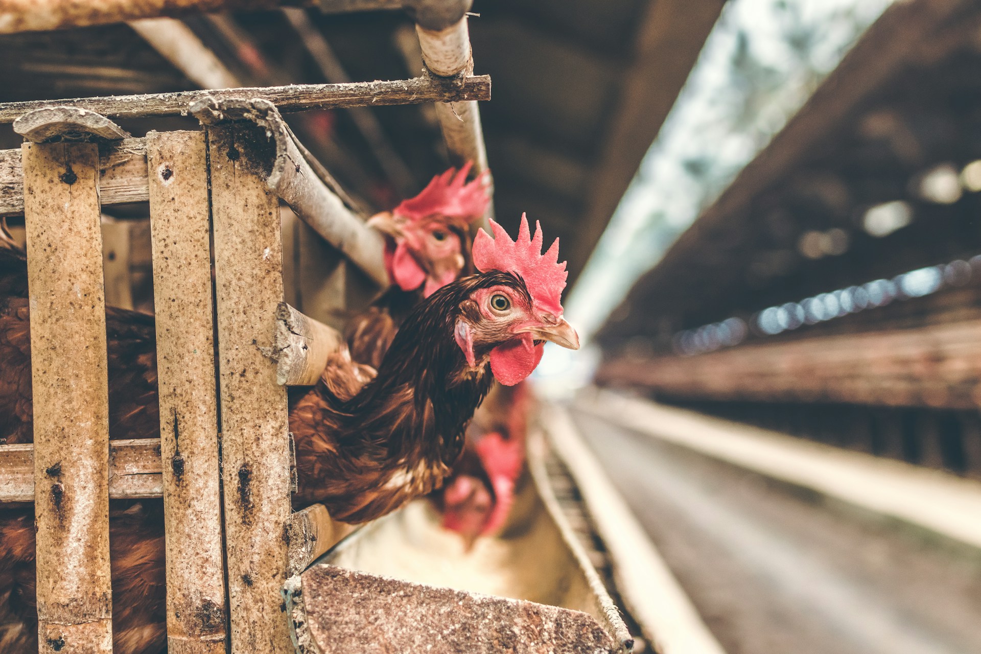Brown hens extending their heads through the wooden frame of a poultry coop.